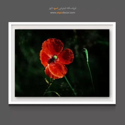 تابلو با رنگ‌های مکمل - شقایق آتشین – تابلو گل - اسپو دکور
