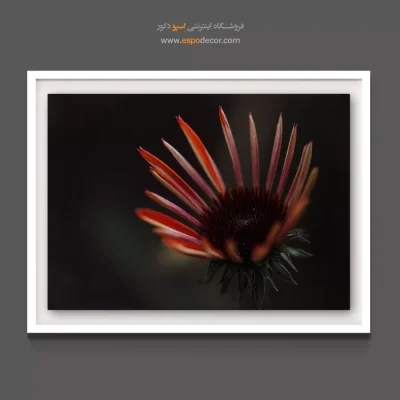 تابلو دکوراسیون پاییزی - اکیناسه – تابلو گل - اسپو دکور