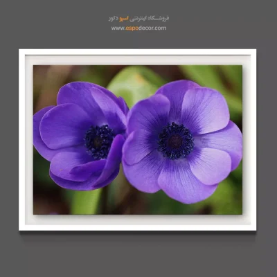 خرید تابلو دکوراتیو بنفش - آنِمون – تابلو گل - اسپو دکور