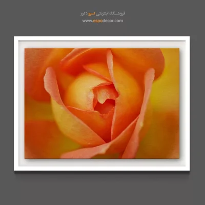 تابلو تم رنگ هلویی - غنچه رز نارنجی – تابلو گل - اسپو دکور
