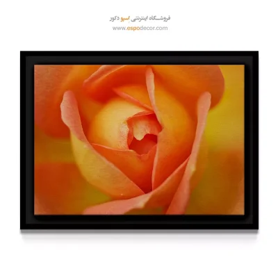 تابلو تم رنگ هلویی - غنچه رز نارنجی – تابلو گل - اسپو دکور