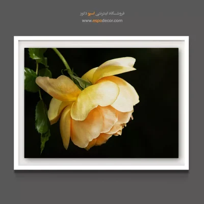 تابلو زرد پاستلی - رز زرد لوکس – تابلو گل - اسپو دکور