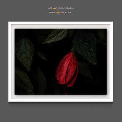 خرید تابلو دکوراتیو غنچه قرمز شرابی - غنچه ختمی چینی – تابلو گل - اسپو دکور