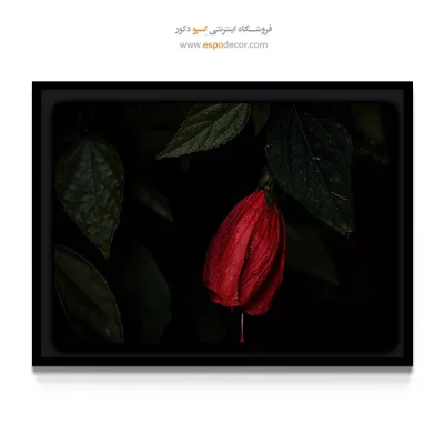 خرید تابلو دکوراتیو غنچه قرمز شرابی - غنچه ختمی چینی – تابلو گل - اسپو دکور