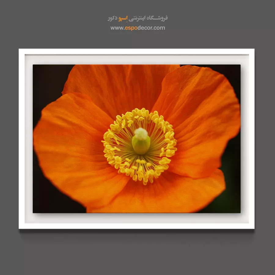 خرید تابلو با رنگ گرم - خشخاش ایسلندی – تابلو گل - اسپو دکور