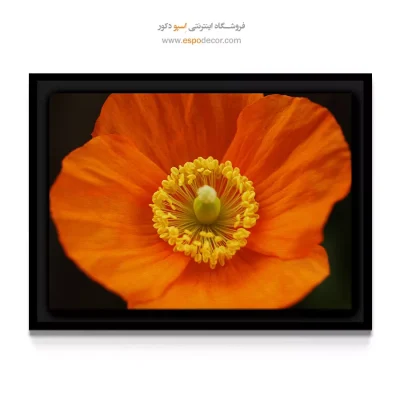 خرید تابلو با رنگ گرم - خشخاش ایسلندی – تابلو گل - اسپو دکور