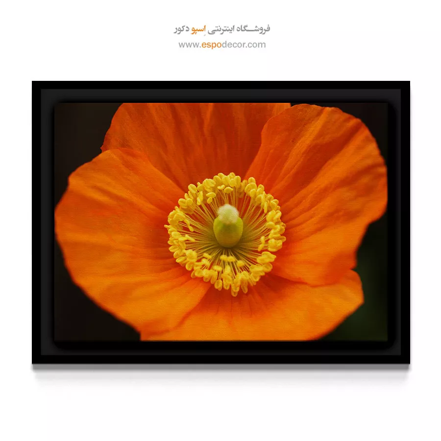 خرید تابلو با رنگ گرم - خشخاش ایسلندی – تابلو گل - اسپو دکور