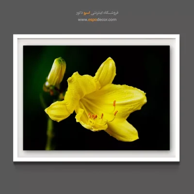 خرید تابلو بزرگ برای پذیرایی - لیلی زرد درخشان – تابلو گل - اسپو دکور