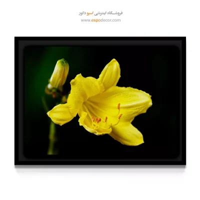 خرید تابلو بزرگ برای پذیرایی - لیلی زرد درخشان – تابلو گل - اسپو دکور