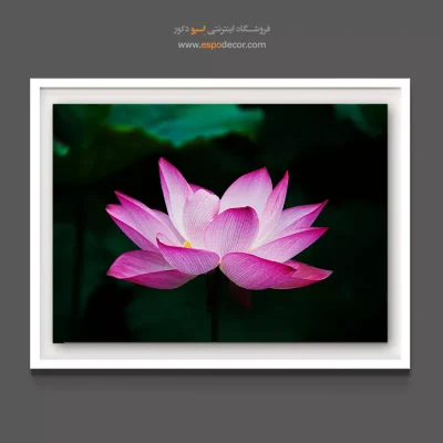 تابلو لوکس و معنوی - لوتوس صورتی – تابلو گل - اسپو دکور