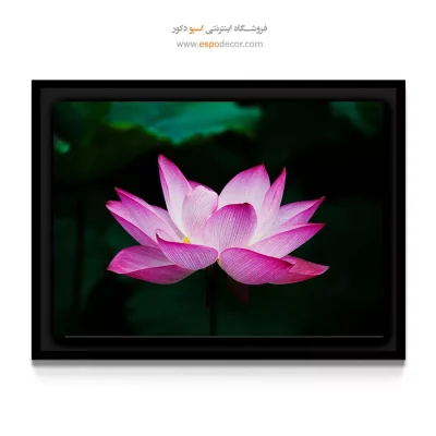 تابلو لوکس و معنوی - لوتوس صورتی – تابلو گل - اسپو دکور