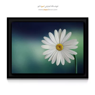 تابلو گل بابونه مینیمال و سرد - مارگریت – تابلو گل - اسپو دکور