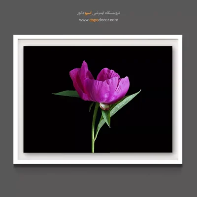 تابلو دفتر کار زنانه - پیونی – تابلو گل - اسپو دکور