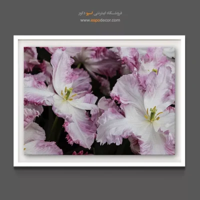 تابلو مناسب دکوراسیون روشن - لاله طوطی – تابلو گل - اسپو دکور