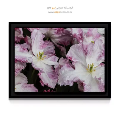 تابلو مناسب دکوراسیون روشن - لاله طوطی – تابلو گل - اسپو دکور