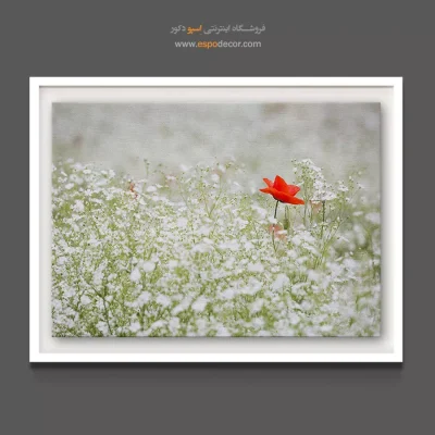 خرید تابلو عکاسی طبیعت روشن - شقایق در دشت سفید – تابلو گل - اسپو دکور