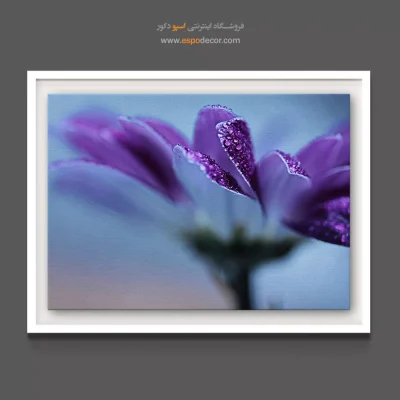 خرید تابلو بوم شیک و مدرن - گل بنفش با اکلیل شبنم – تابلو گل - اسپو دکور