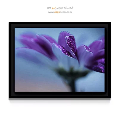 خرید تابلو بوم شیک و مدرن - گل بنفش با اکلیل شبنم – تابلو گل - اسپو دکور