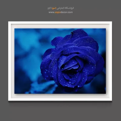 تابلو برای اتاق مدیتیشن - رز آبی کبالتی – تابلو گل - اسپو دکور