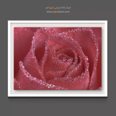تابلو برای مطب دکتر زنان - رز صورتی درخشان – تابلو گل - اسپو دکور