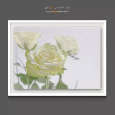 تابلو برای اتاق زایمان - رز سفید عاجی – تابلو گل - اسپو دکور