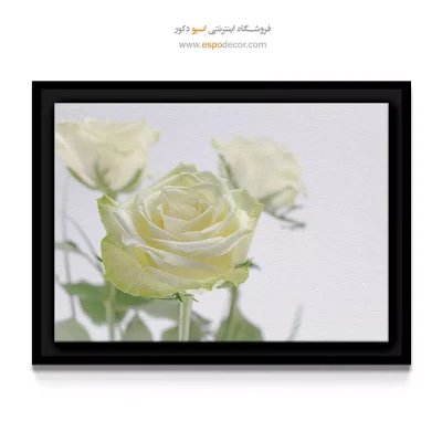 تابلو برای اتاق زایمان - رز سفید عاجی – تابلو گل - اسپو دکور