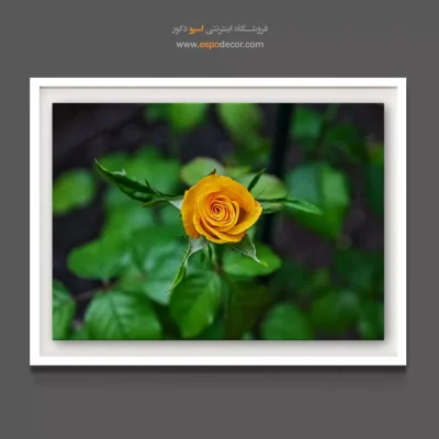 خرید تابلو بوم آشپزخانه - رز زرد خردلی – تابلو گل - اسپو دکور