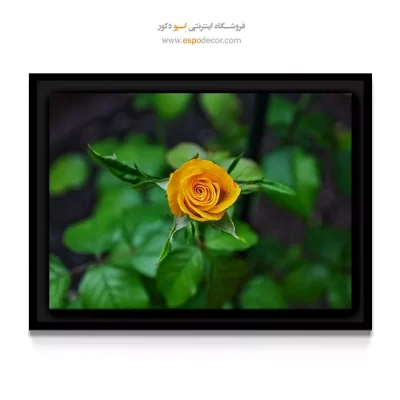خرید تابلو بوم آشپزخانه - رز زرد خردلی – تابلو گل - اسپو دکور