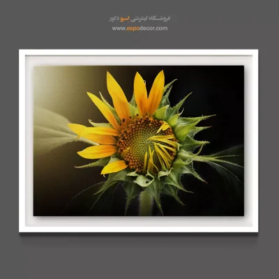 خرید تابلو دکوراتیو آفتابگردان - شکفتن آفتابگردان – تابلو گل - اسپو دکور