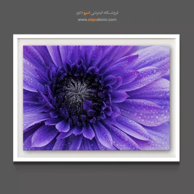 خرید تابلو دکوراتیو گل بنفش - کوکب ویولت – تابلو گل - اسپو دکور
