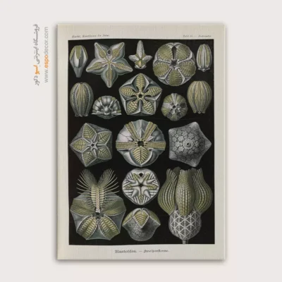 تابلو جانوران دریایی - اسپو دکور