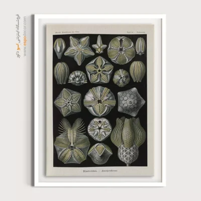 تابلو جانوران دریایی - اسپو دکور