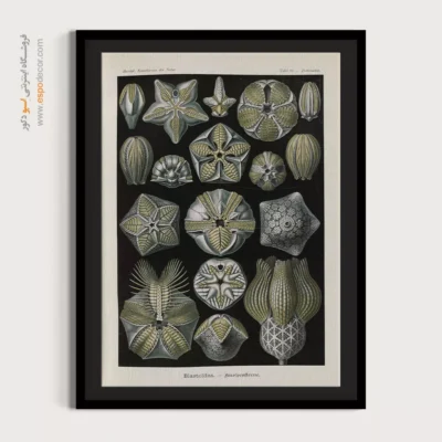 تابلو جانوران دریایی - اسپو دکور