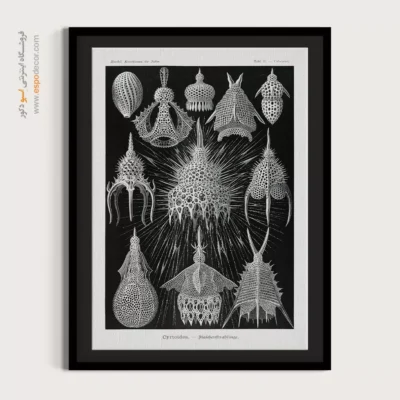 تابلو جانوران دریایی - اسپو دکور