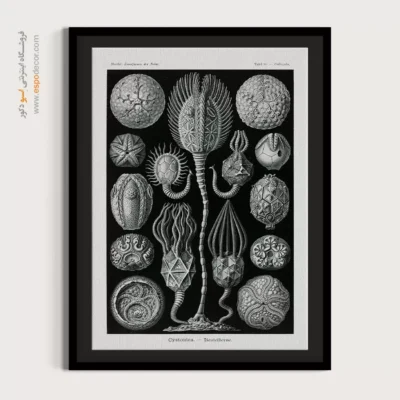 تابلو جانوران دریایی - اسپو دکور