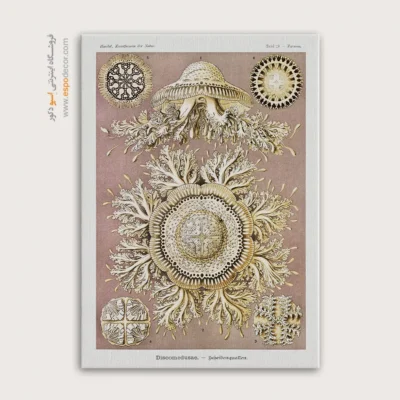 تابلو جانوران دریایی - اسپو دکور