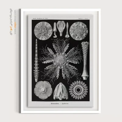 تابلو جانوران دریایی - اسپو دکور