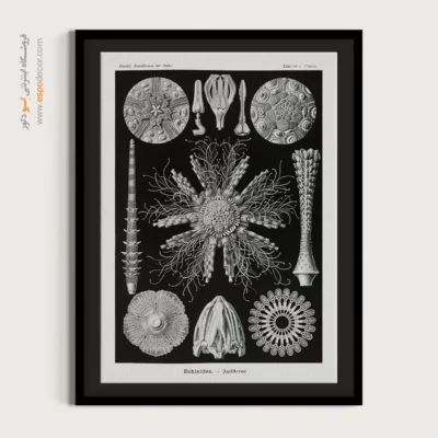 تابلو جانوران دریایی - اسپو دکور