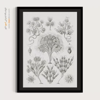 تابلو جانوران دریایی - اسپو دکور