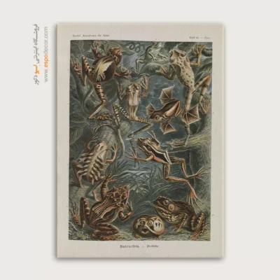 تابلو جانوران دریایی - اسپو دکور