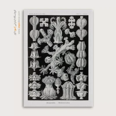 تابلو جانوران دریایی - اسپو دکور