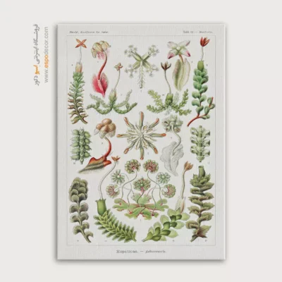 تابلو جانوران دریایی - اسپو دکور