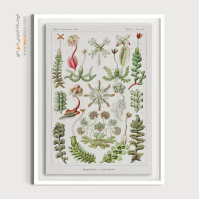 تابلو جانوران دریایی - اسپو دکور