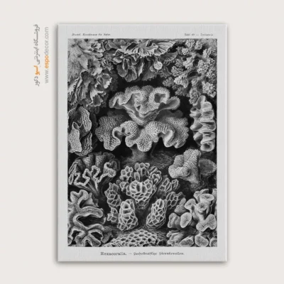 تابلو جانوران دریایی - اسپو دکور