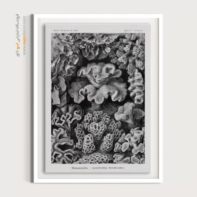 تابلو جانوران دریایی - اسپو دکور