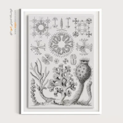 تابلو جانوران دریایی - اسپو دکور