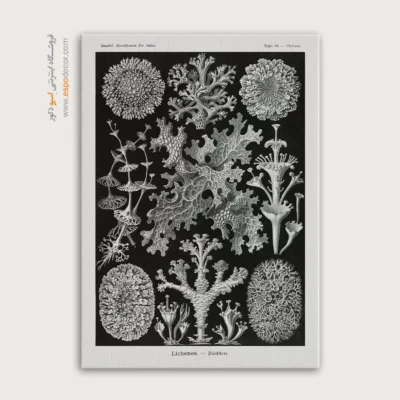 تابلو جانوران دریایی - اسپو دکور