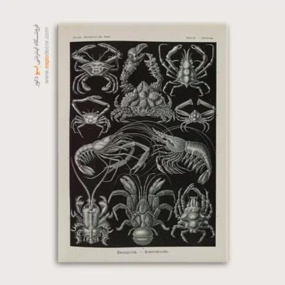 تابلو جانوران دریایی - اسپو دکور