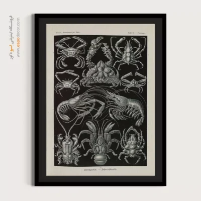 تابلو جانوران دریایی - اسپو دکور