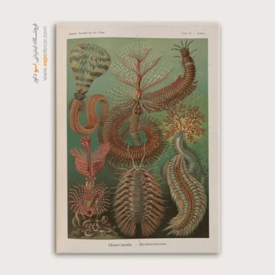 تابلو جانوران دریایی - اسپو دکور